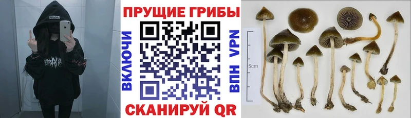 площадка Telegram  Мариинский Посад  Галлюциногенные грибы MAGIC MUSHROOMS 